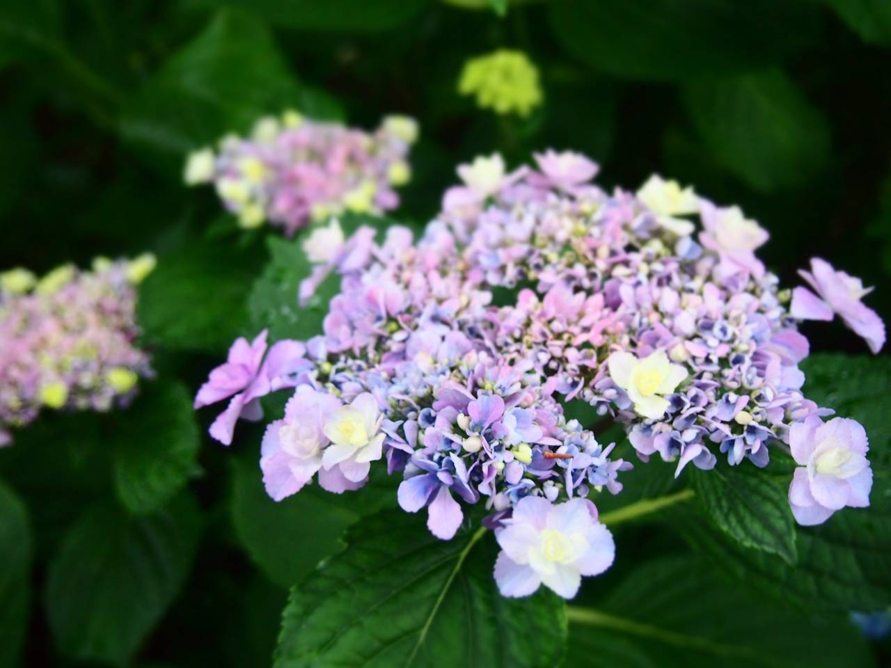 ハートのあじさい探し With Lab ライフスタイル With Online 講談社公式 恋も仕事もわたしらしく