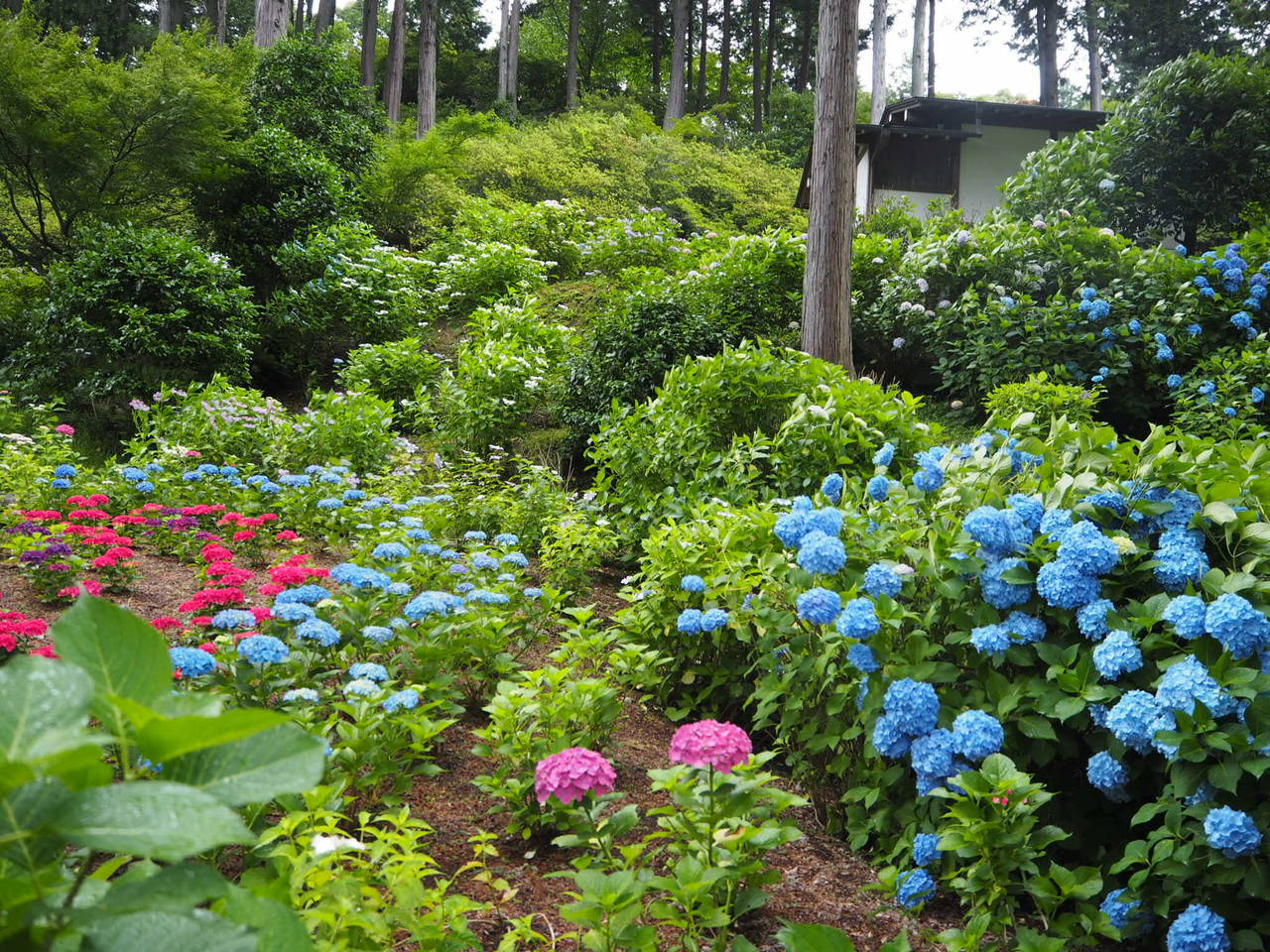 ハートのあじさい探し With Lab ライフスタイル With Online 講談社公式 恋も仕事もわたしらしく