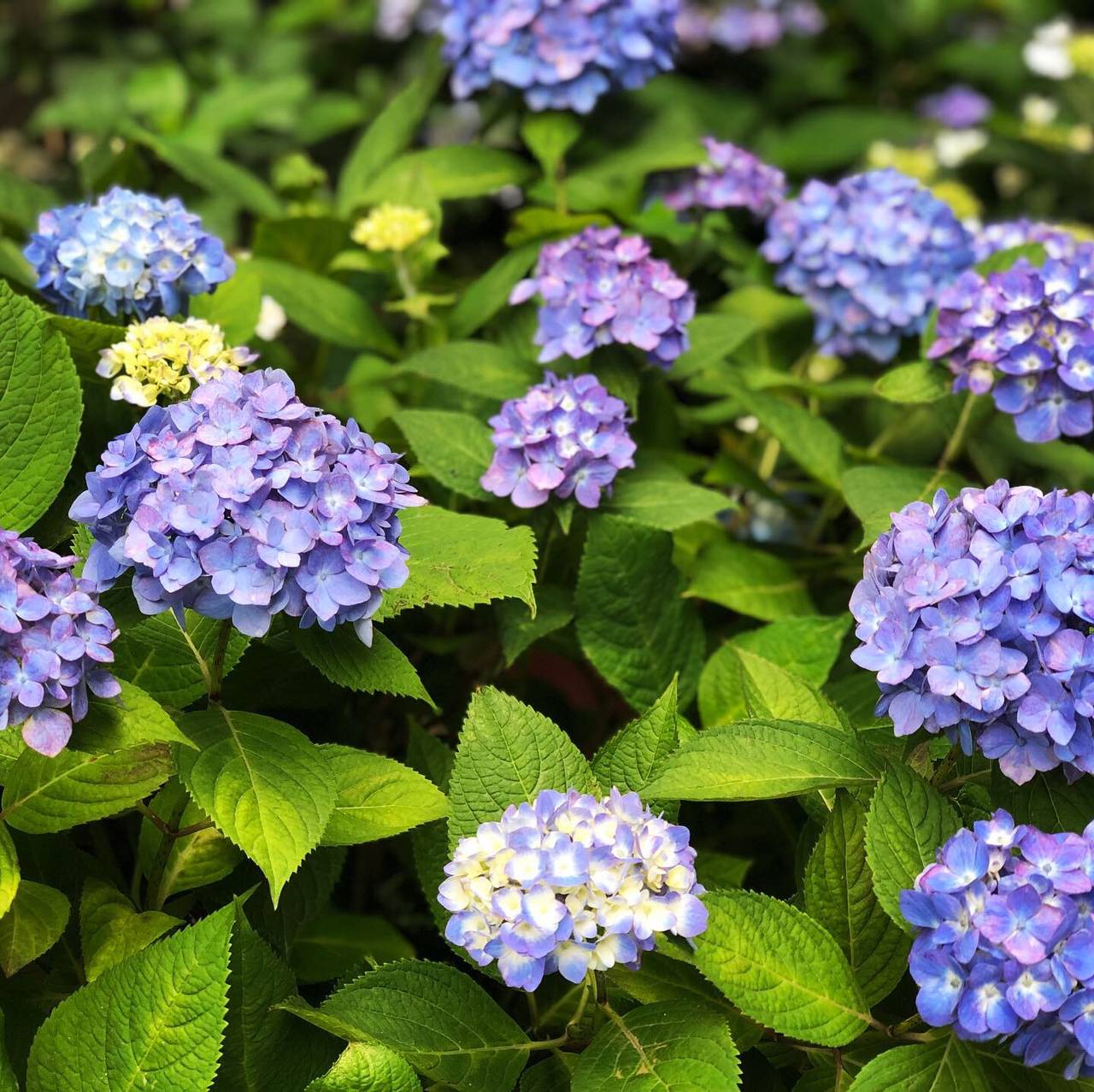 pattern_1