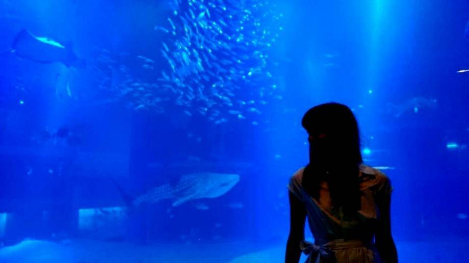 海遊館みどころ紹介 基本情報からジンベエザメ 周辺ランチスポットまで With Online 講談社公式 恋も仕事もわたしらしく