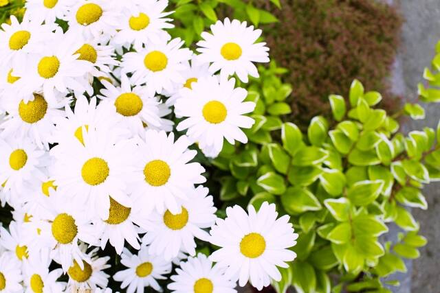 pattern_1