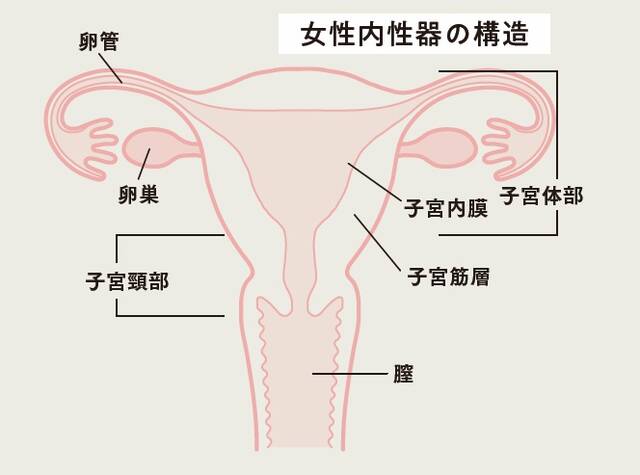 婦人科検診を年に1回は受ける意味って 予防と早期治療の2つのメリットを解説 共働きwith 講談社公式 仕事も家庭もわたしらしく