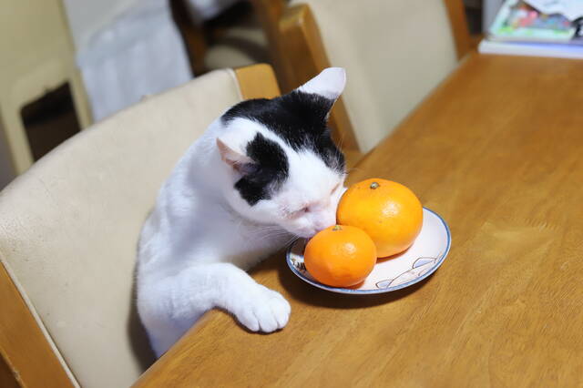 動画あり かご猫 のせ猫のユニークすぎる写真と動画目白押し わんにゃん推し部 第24回 コスメ最新トレンド情報のまとめ