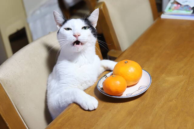 動画あり かご猫 のせ猫のユニークすぎる写真と動画目白押し わんにゃん推し部 第24回 コスメ最新トレンド情報のまとめ