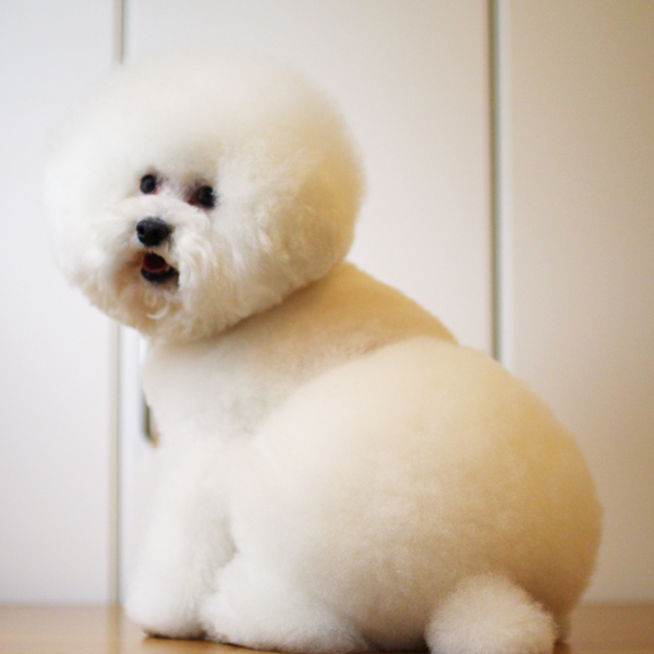 動画あり わたあめなの毛玉なの 真っ白アフロ犬しらすが丸すぎておバズりに わんにゃん推し部 第91回 共働きwith 講談社公式 仕事も家庭もわたしらしく