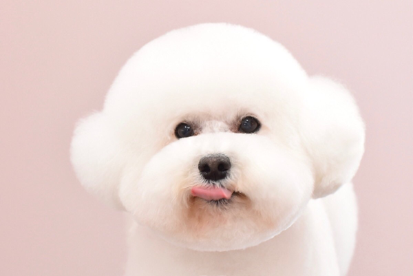 動画あり わたあめなの毛玉なの 真っ白アフロ犬しらすが丸すぎておバズりに わんにゃん推し部 第91回 共働きwith 講談社公式 仕事も家庭もわたしらしく