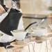 Maruzen Tea Roastery
