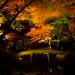 一見の価値あり!イルミネーションより美しい【六義園】「紅葉と大名庭園のライトアップ」を開催中! | withonline - 講談社公式 -