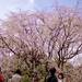 【夜桜デート】お仕事帰りにも!六義園のダイナミックな桜は一見の価値あり | withonline - 講談社公式 -