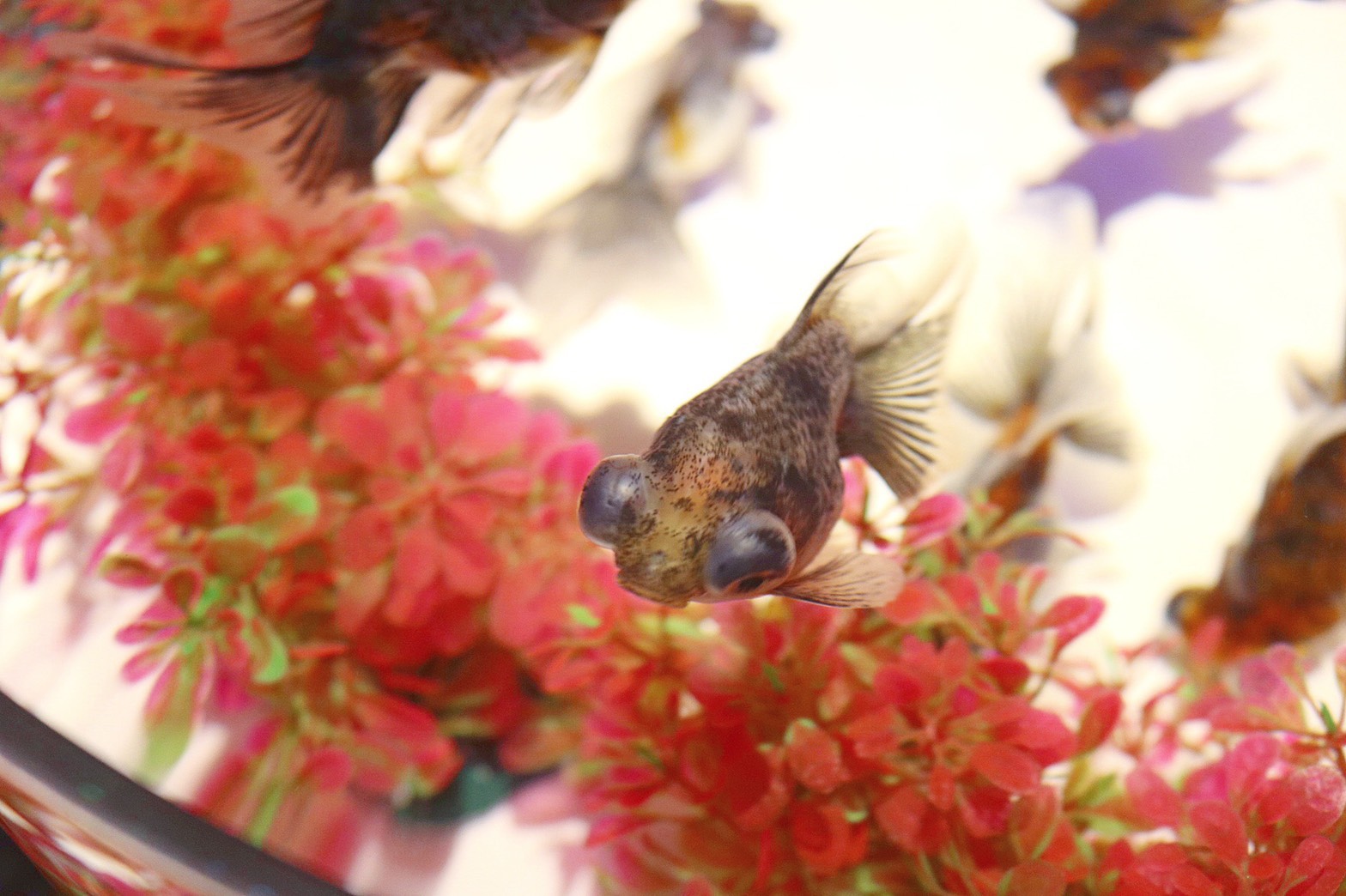 アートアクアリウム 19 With Lab ライフスタイル With Online 講談社公式 恋も仕事もわたしらしく