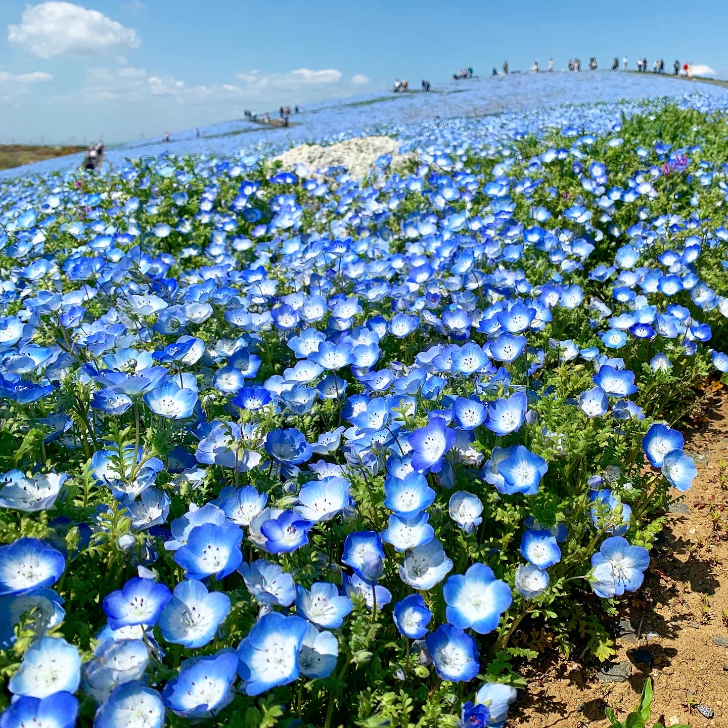 今が見頃 国営ひたち海浜公園のネモフィラ With Online 講談社公式 恋も仕事もわたしらしく