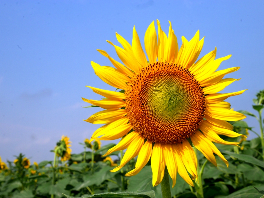 今が旬 穴場なひまわり畑 With Lab 恋愛 With Online 講談社公式 恋も仕事もわたしらしく