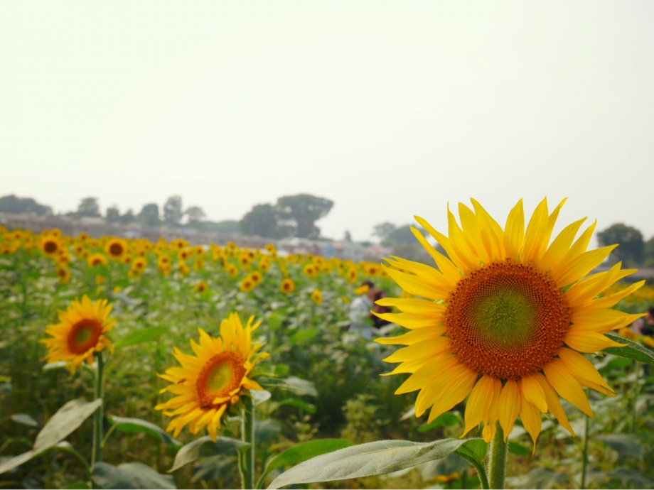 今が旬 穴場なひまわり畑 With Lab 恋愛 With Online 講談社公式 恋も仕事もわたしらしく