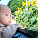 子連れでドライブを楽しもう！ドライブを楽しむコツや車酔いの対策
