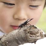 クワガタの捕まえ方を知ろう!採集できる時期や注意点をご紹介