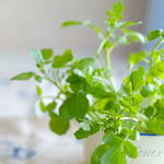 水耕栽培のおすすめを紹介!手軽に始められる野菜や植物を育てよう