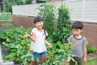 家庭菜園初心者でも大量の枝豆を収穫しよう!植える時期から収穫まで