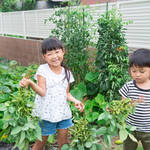 家庭菜園初心者でも大量の枝豆を収穫しよう!植える時期から収穫まで