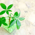 子どもと一緒に水耕栽培で観葉植物を育てよう!緑のある爽やかな生活