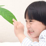 子どもと楽しめる水耕栽培!初めてでも育てやすい植物と育て方