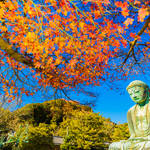 子連れで鎌倉の紅葉を楽しもう！寺院や公園、穴場なスポットを紹介