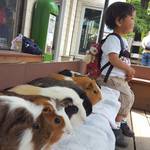 【東京】モルモットやウサギたちとふれあおう「足立区生物園」