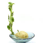 子どもとお家の中で野菜を育てよう!水耕栽培の仕組みや方法を紹介