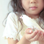 子どもと一緒に文鳥を飼いたい！子どもへの影響や飼い方のコツなど