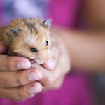 ハムスターの飼い方を知ろう!飼育グッズやお世話の仕方と注意点