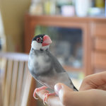 文鳥は子育て家庭でも飼える?基礎知識と飼育するときのポイント