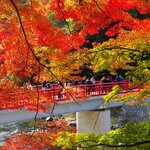 全国屈指の紅葉の名所「第70回 香嵐渓もみじまつり」11月1日（土）より開催