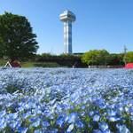 【岐阜】国営木曽三川公園　木曽三川公園センター「春の花物語」を開催