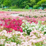 【岐阜】ぎふワールド・ローズガーデン「春のローズフェスティバル」を開催