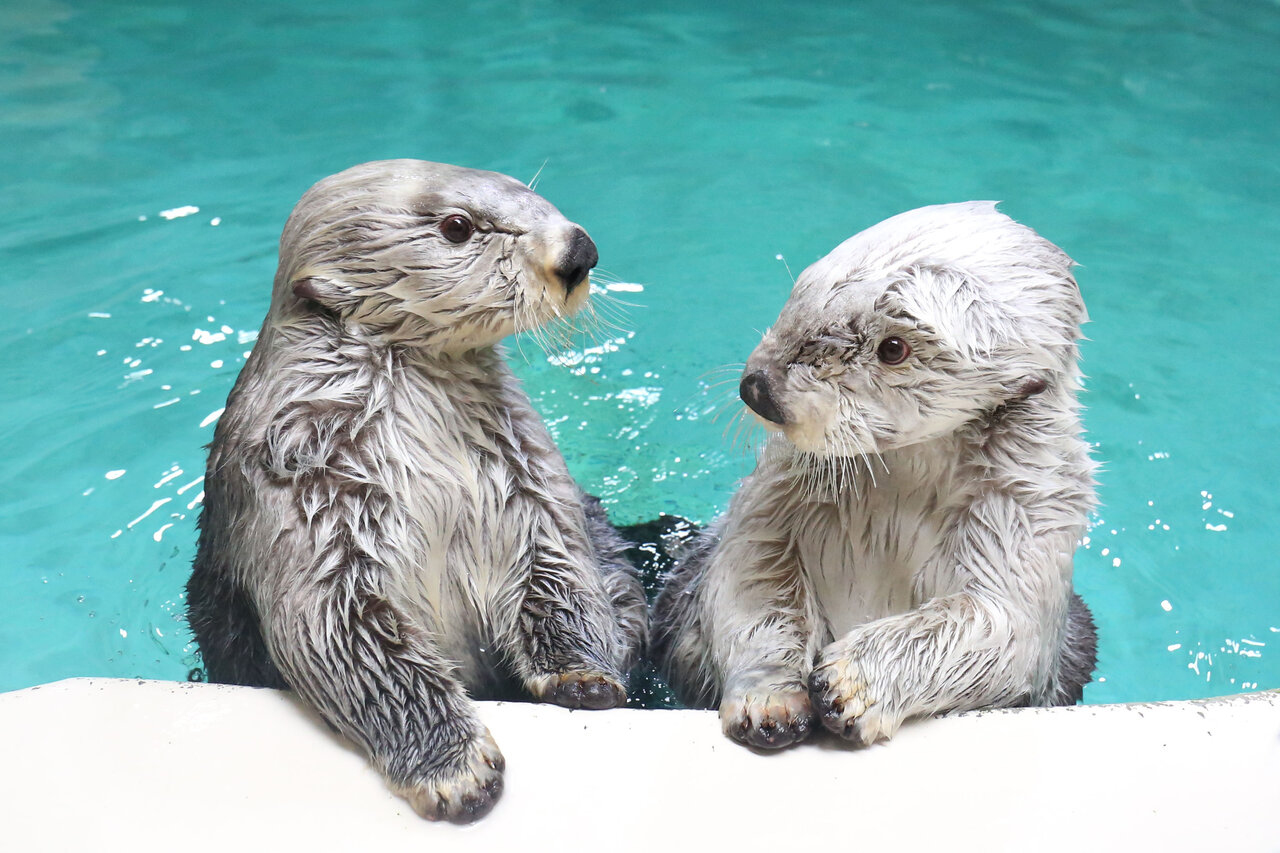 【三重・鳥羽旅館組合×鳥羽水族館】宿泊者限定「ナイトアクアリウム」を開催