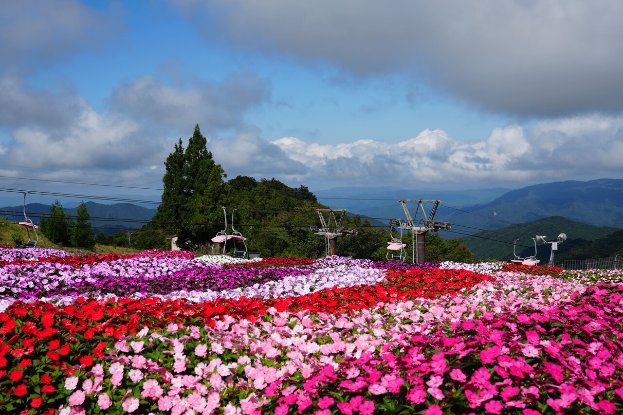 シルバーウィークは愛知県最高峰の花畑へ「茶臼山高原　サンパチェンスまつり」