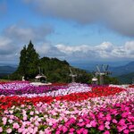 シルバーウィークは愛知県最高峰の花畑へ「茶臼山高原　サンパチェンスまつり」
