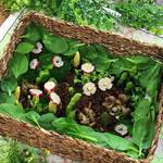 【サプライズレシピ】食べられる芽吹き花壇の作り方 ピクニックレシピ
