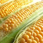 良いの悪いの? 未来の食卓を支えるかもしれない遺伝子組み換え食品の可能性