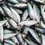 魚に関する豆知識!これでアナタもさかなクンに一歩近づけるかも?
