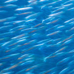 現代人の魚離れ。魚を食べる量が減って増えたものとは?現代人が大切にすべき栄養源