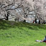 お花見弁当、中身はどうする?とっておきの大人メニューで春満開!
