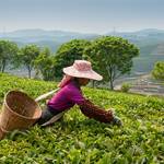 なぜ?味も香りも違うのに同じ茶の木からできる緑茶、紅茶、烏龍茶の謎を解明!