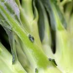 捨ててはもったいない!クズ野菜でできるおいしいレシピ<ブロッコリー・キャベツ編>