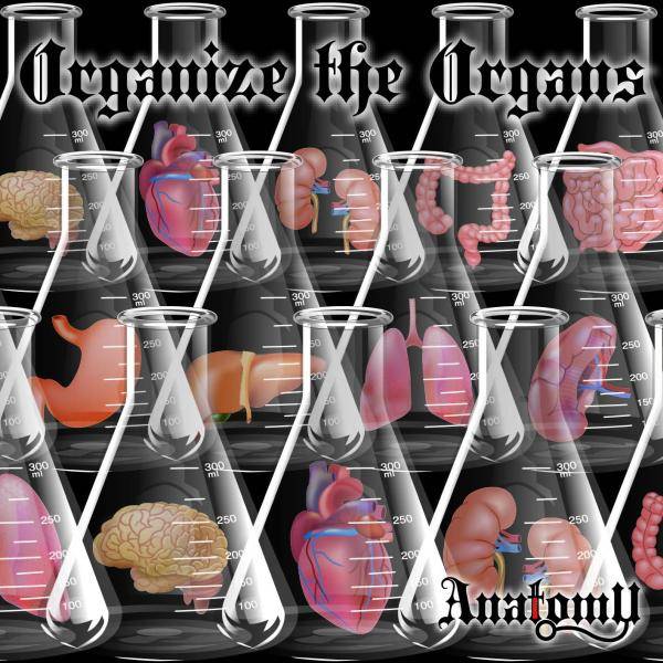 ANATOMY『ORGANIZE THE ORGANS』