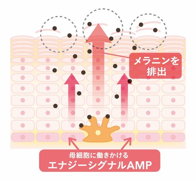 ターンオーバーのしくみ