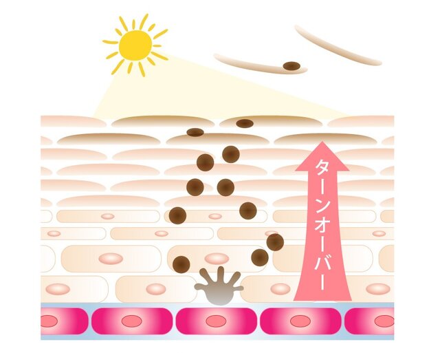 ターンオーバーのしくみ