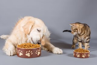犬や猫がごはんを食べない理由と受診の目安