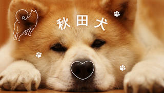 世界でブームに！　秋田犬ってどんな犬？