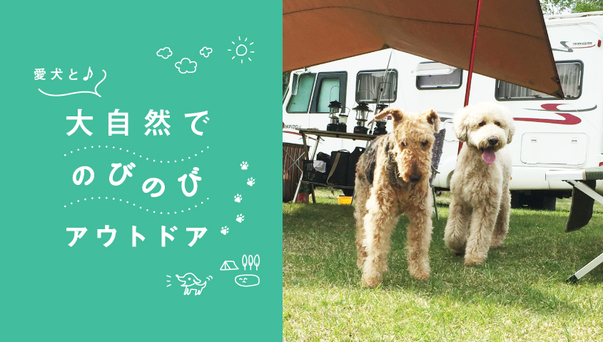 今年こそデビューしたい!体験者に聞く、犬連れアウトドアの始め方、楽しみ方