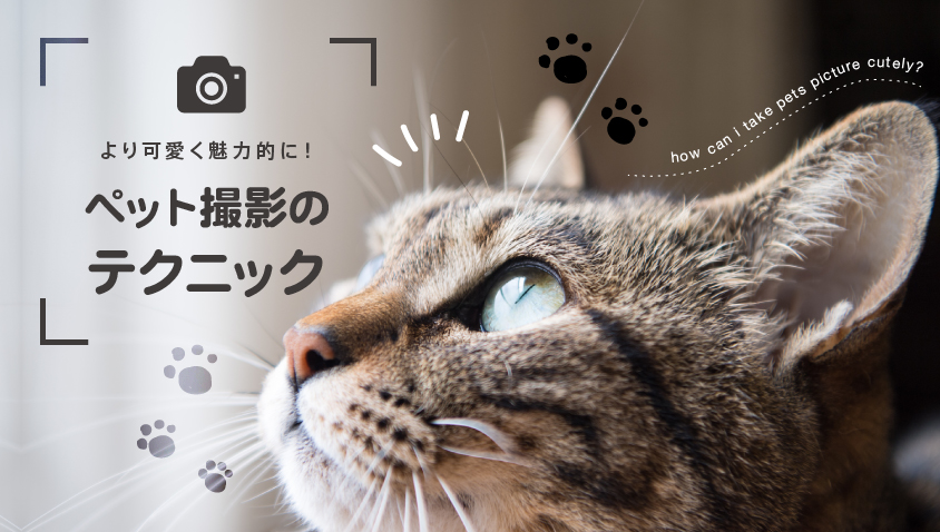 スマホでもここまで撮れる!ペット写真をレベルアップさせるコツ